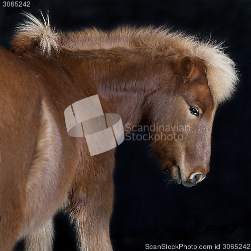 Image of Iceland pony brown against black background