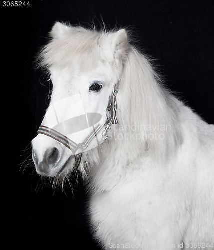 Image of white pony in front of a black background
