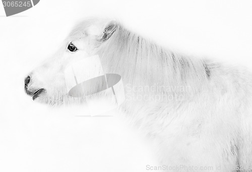 Image of white pony in front of a white background