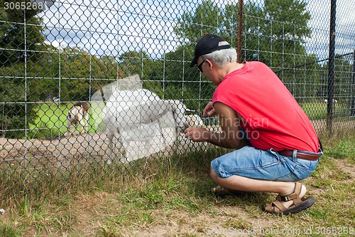Image of Man Feeding a Goat