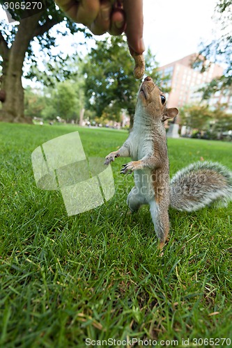 Image of Feeding a squrrel