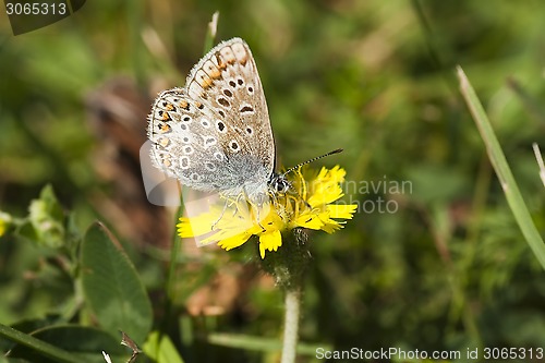 Image of butterfly