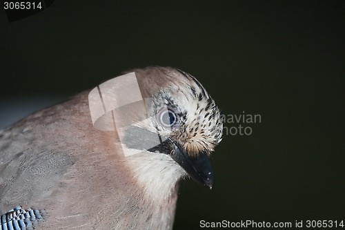 Image of jay