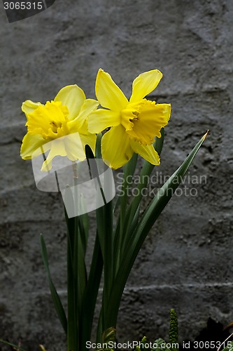 Image of daffodils