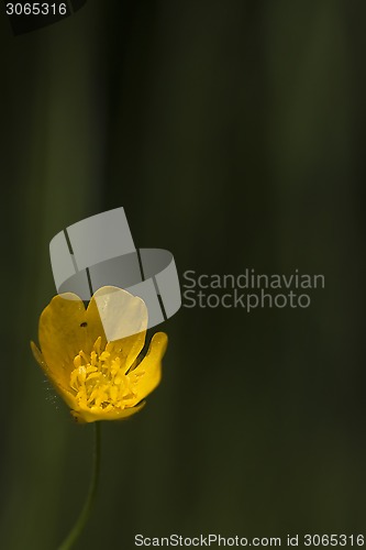 Image of buttercup