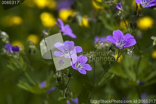 Image of summer flowers