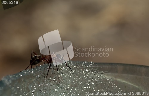 Image of ant 