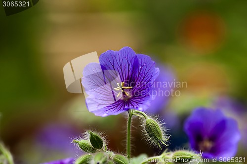 Image of geranium