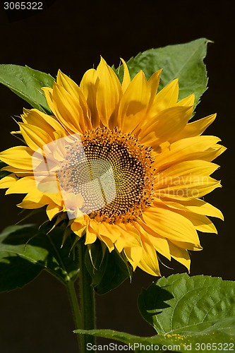 Image of sunflower