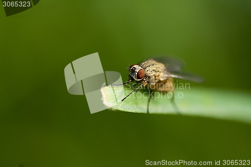 Image of fly on leaf