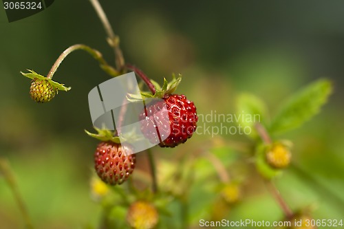 Image of wild strawberries