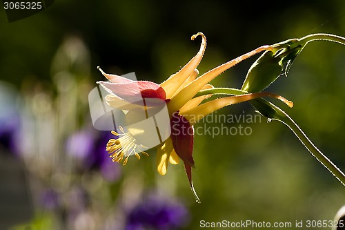 Image of columbine