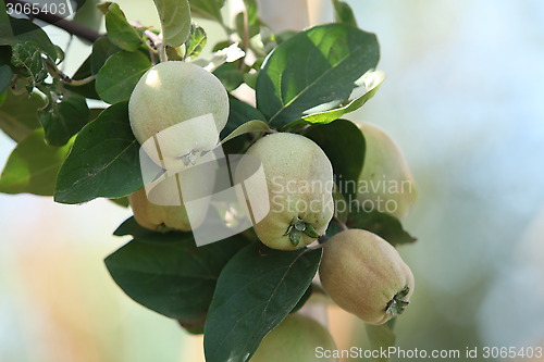 Image of quinces on tree