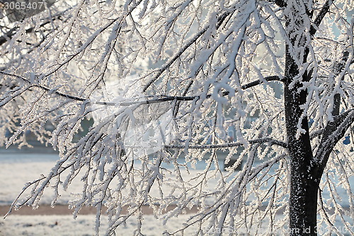 Image of Hoarfrost on branches of a tree