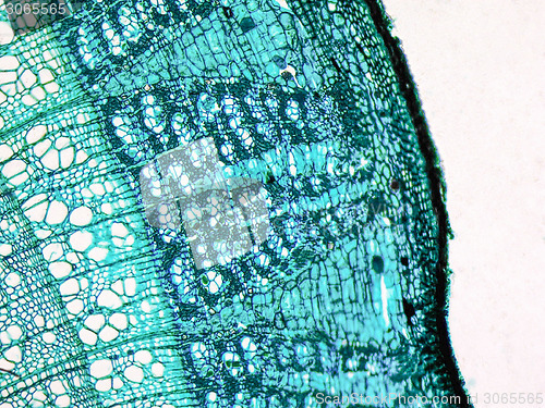 Image of Tilia stem micrograph