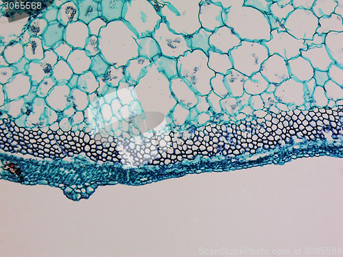 Image of Cucurbita stem micrograph