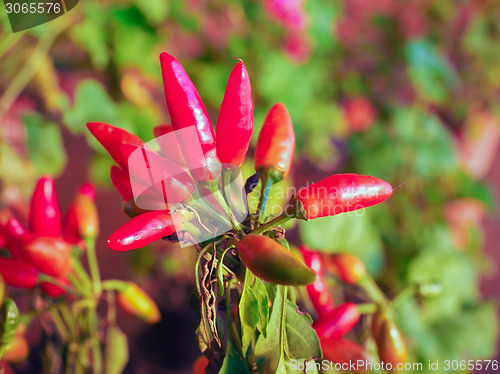Image of Chili Pepper