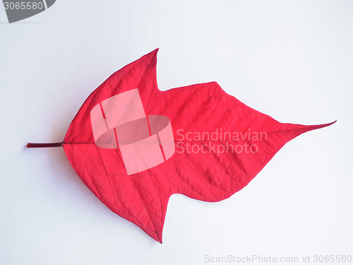 Image of Poinsettia Christmas star leaf