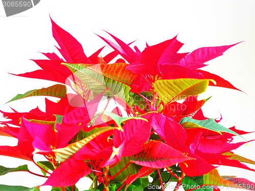 Image of Poinsettia Christmas star