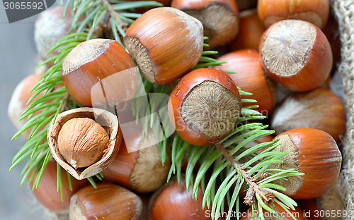 Image of hazelnuts and pine tree twigs