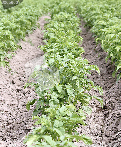 Image of Potato field