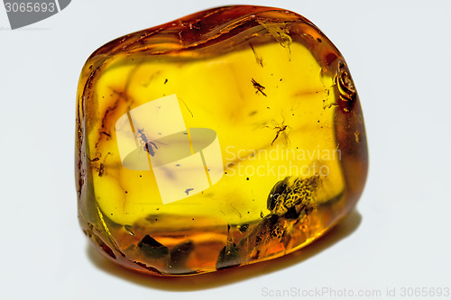 Image of amber with embedded insects