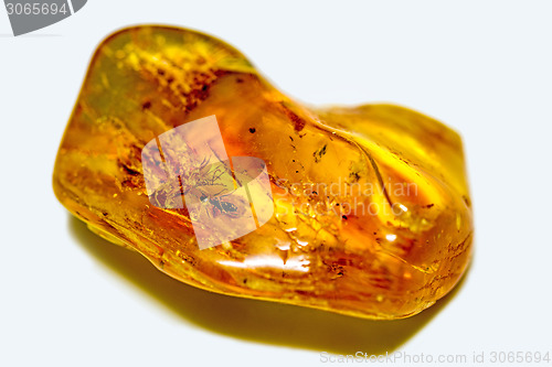 Image of amber with embedded insects