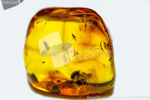 Image of Amber with embedded insects