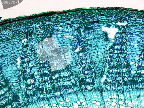 Image of Tilia stem micrograph