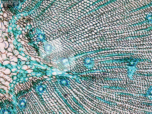 Image of Pine Wood micrograph