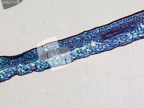 Image of Leaf micrograph