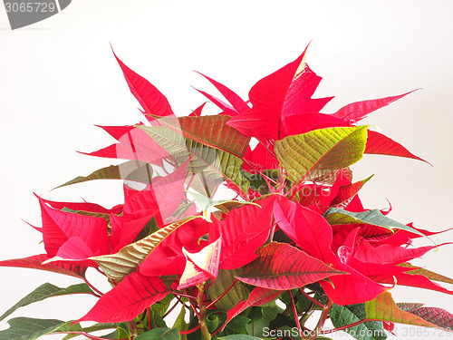 Image of Poinsettia Christmas star