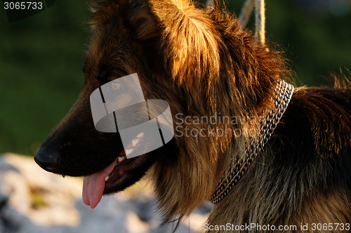 Image of German shepherd dog