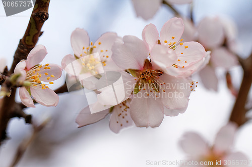 Image of Tree flowering