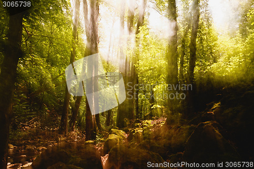 Image of Blurred trees background