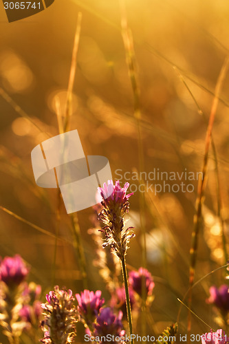 Image of Meadow at sunset