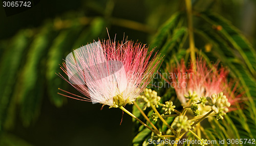 Image of Flowers of acacia