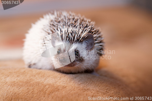 Image of African white- bellied hedgehog