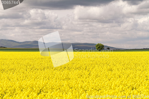 Image of Colza field