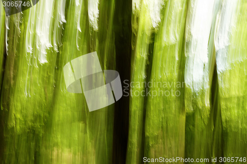 Image of Blurred trees background