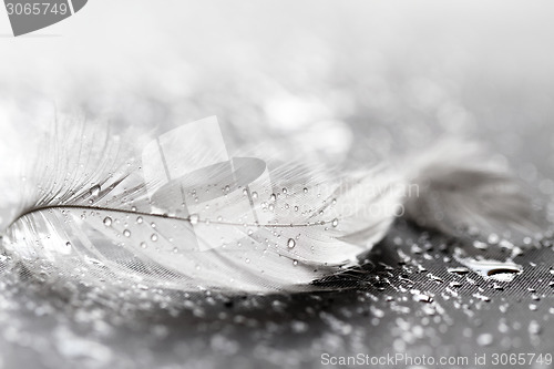 Image of White feather with water drops