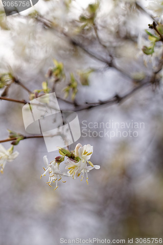 Image of Tree flowering