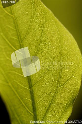 Image of Green leaf