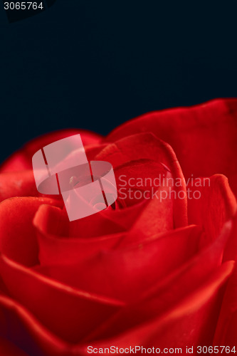 Image of Beautiful red rose closeup