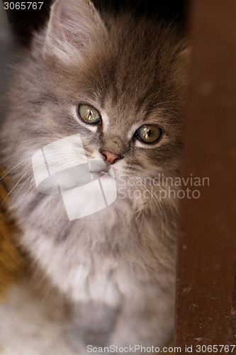 Image of Beautiful grey kitten