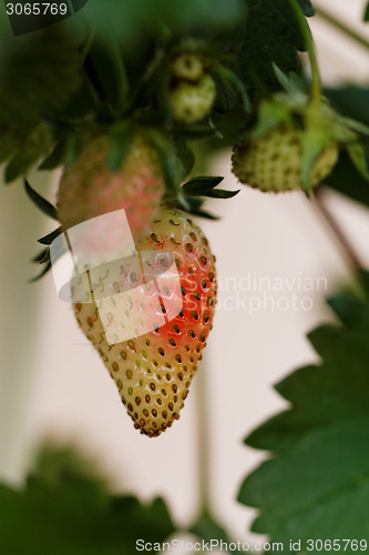 Image of Strawberries