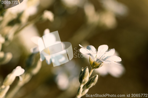 Image of White flower