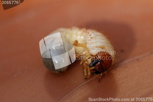 Image of May beetle larvae - Melolontha melolontha