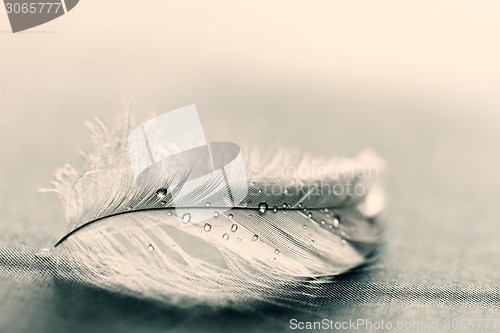 Image of White feather with water drops