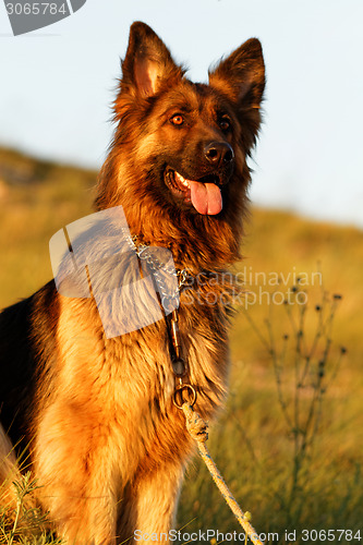 Image of German shepherd dog